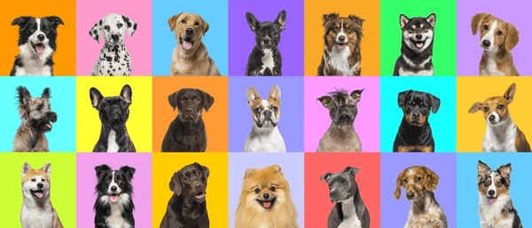 A collage of popular dog memes or viral videos that highlight their playful and loving nature.