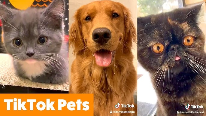  Screenshots of popular TikTok videos or YouTube thumbnails featuring dogs, cats, and sharks.