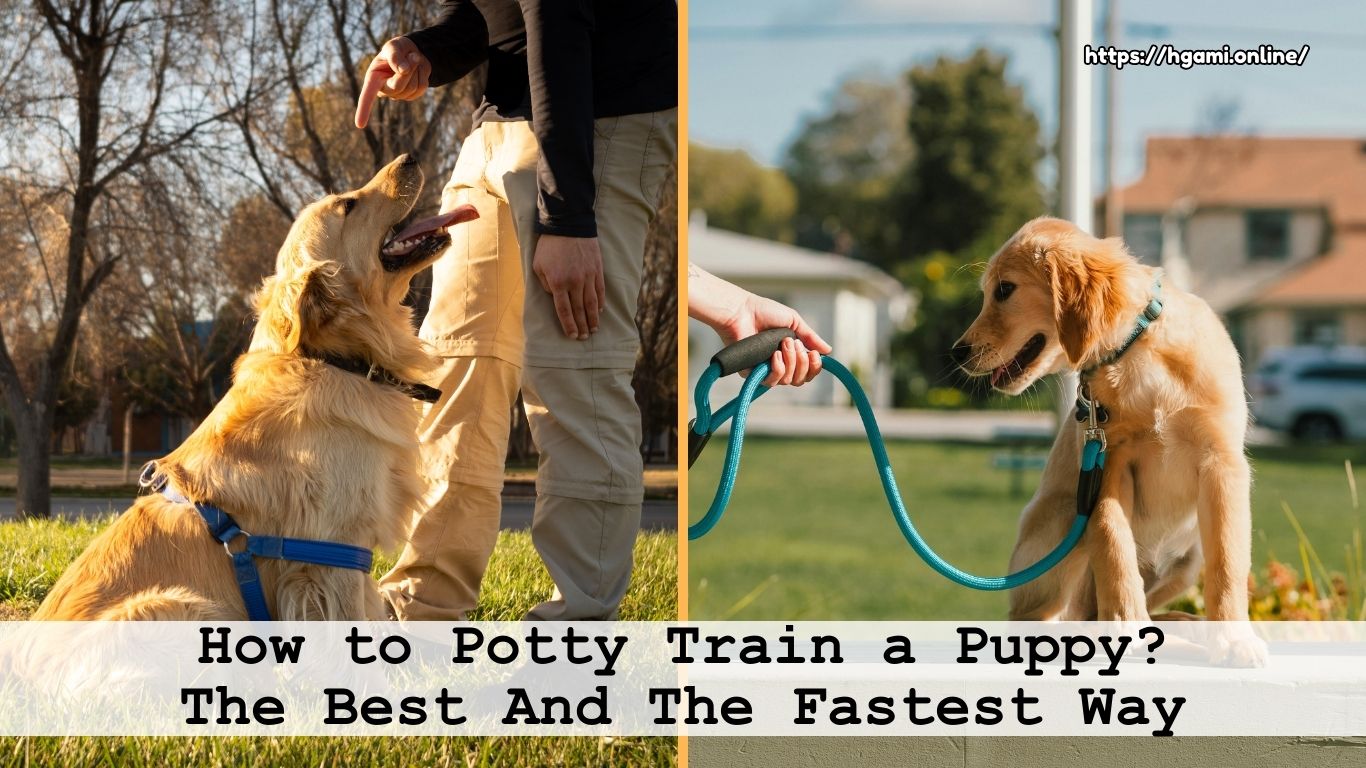 How to Potty Train a Puppy The Best And The Fastest Way